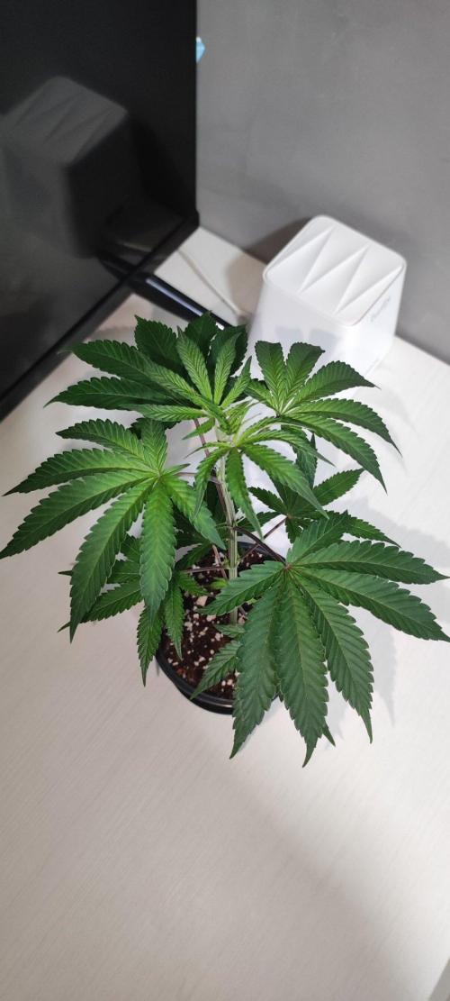 Grape Pie 🍇 *Clone/1. Week 2