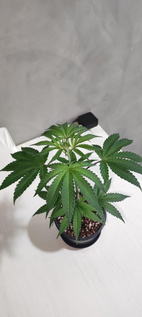 Grape Pie 🍇 *Clone/1. Week 2
