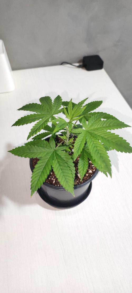 Peach Buddha CBD 🍑. Week 2