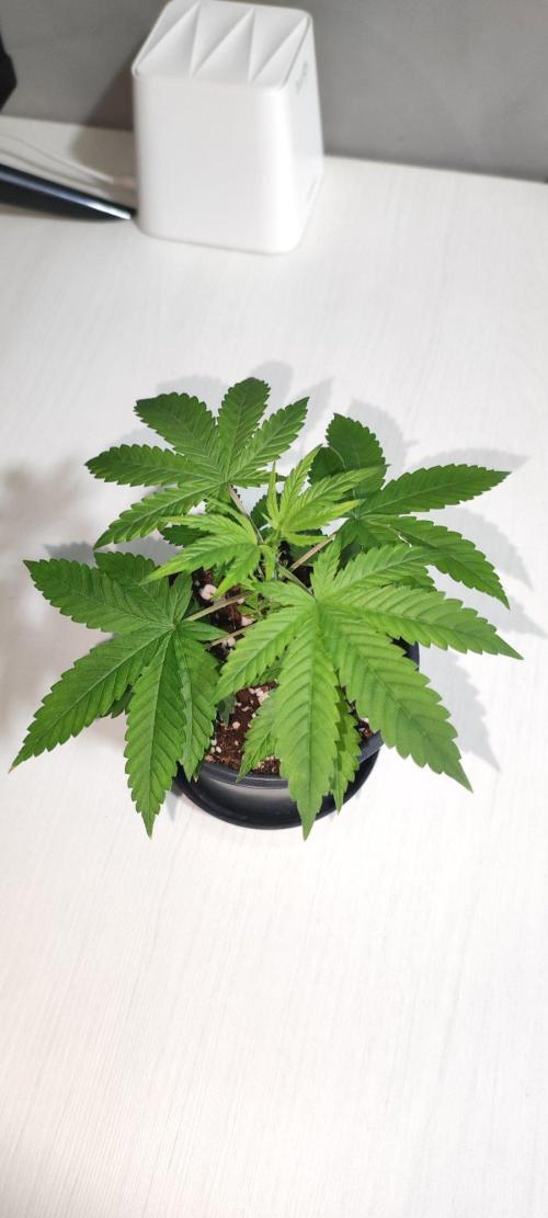 Peach Buddha CBD 🍑. Week 2