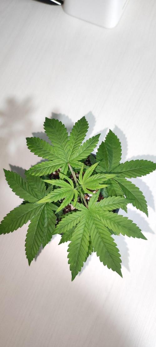 Peach Buddha CBD 🍑. Week 2