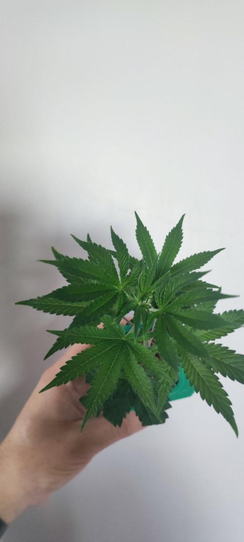 Grape Pie 🍇 *Clone/1. Week 1