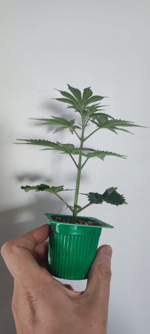 Grape Pie 🍇 *Clone/1. Week 1