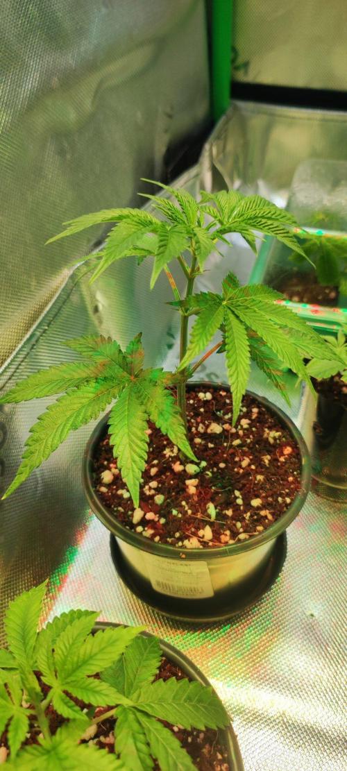 Grape Pie 🍇 *Clone/1. Week 1
