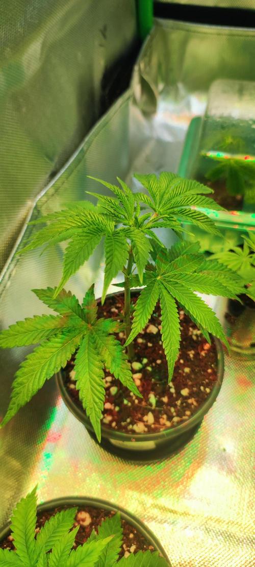 Grape Pie 🍇 *Clone/1. Week 1