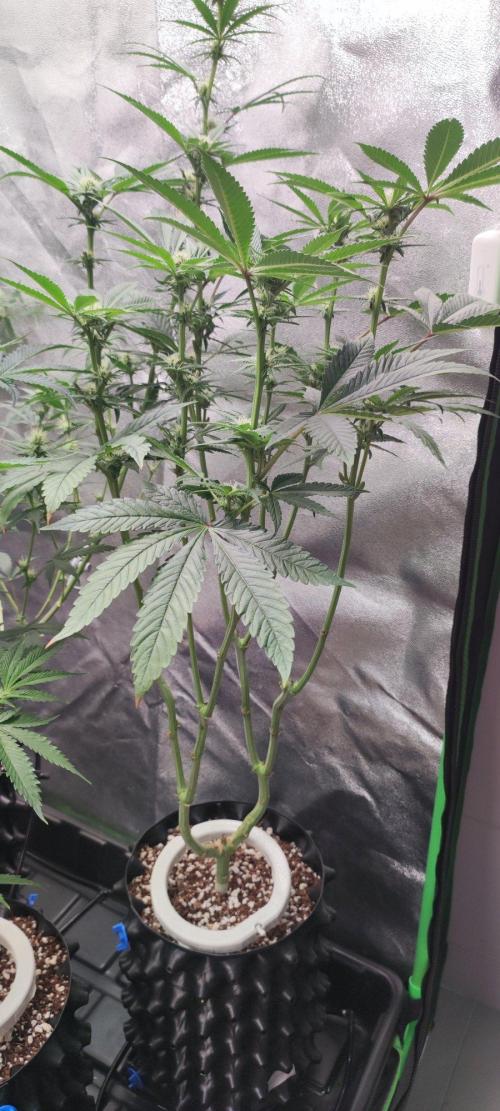Gorilla Candy. Week 8