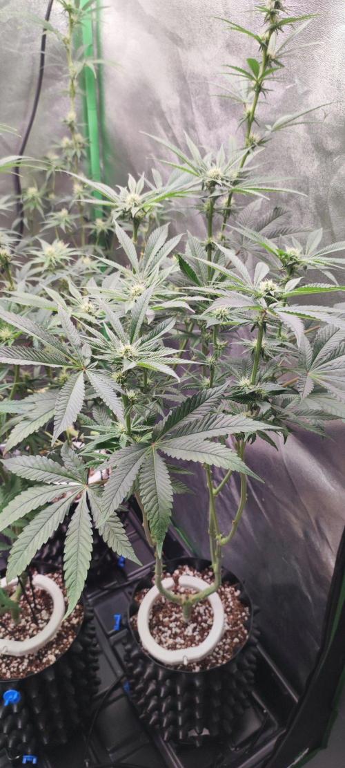 Gorilla Candy. Week 8