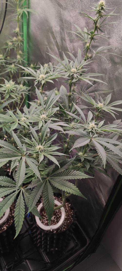 Gorilla Candy. Week 8