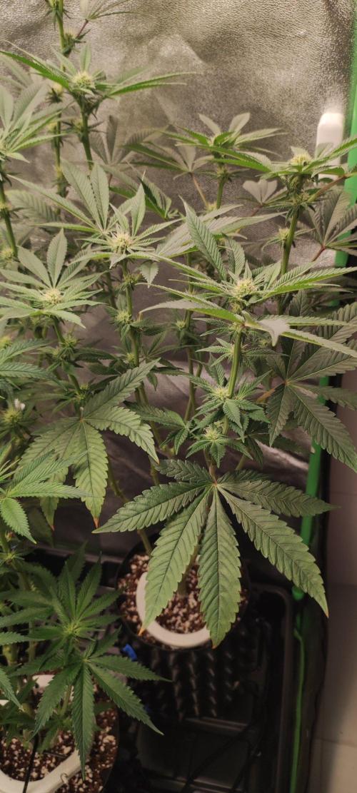 Gorilla Candy. Week 8