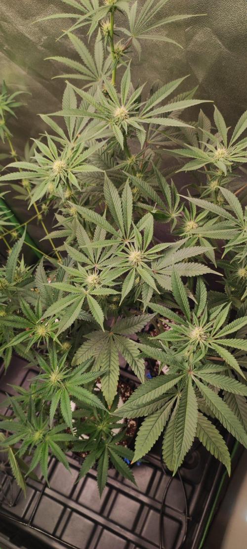 Gorilla Candy. Week 8
