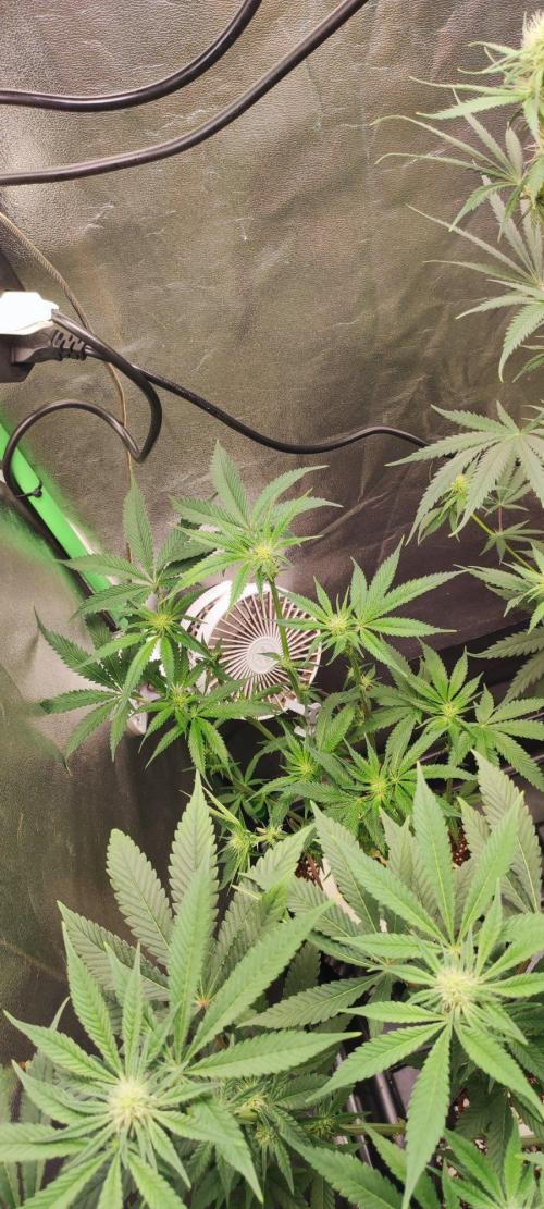 Wedding Cake. Week 8