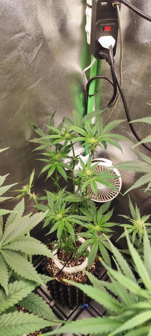 Wedding Cake. Week 8