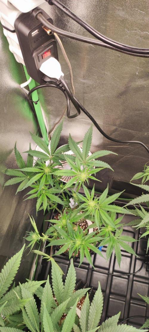 Wedding Cake. Week 8
