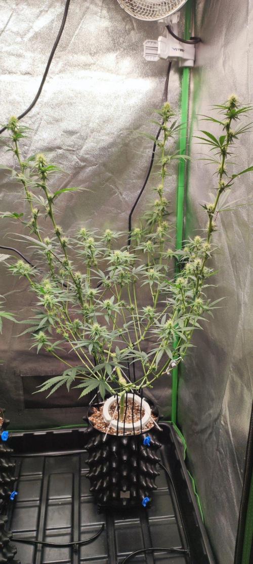 Sherbet. Week 8