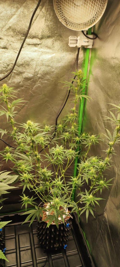 Sherbet. Week 8