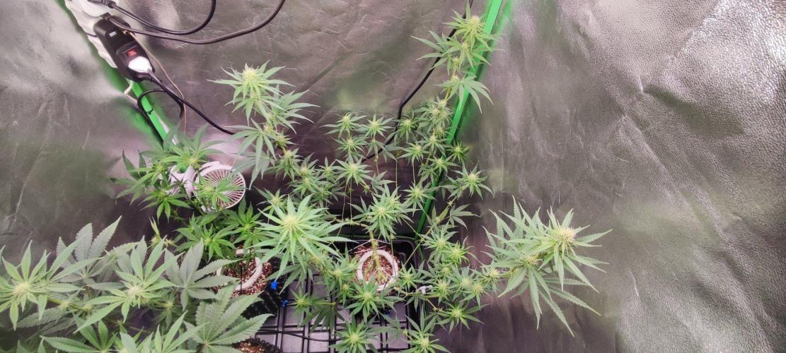 Sherbet. Week 8