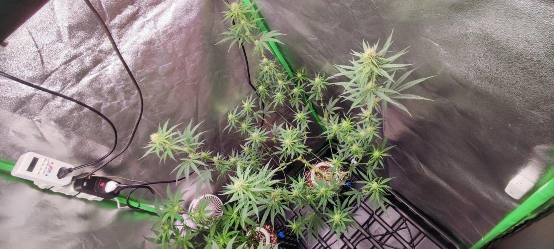 Sherbet. Week 8