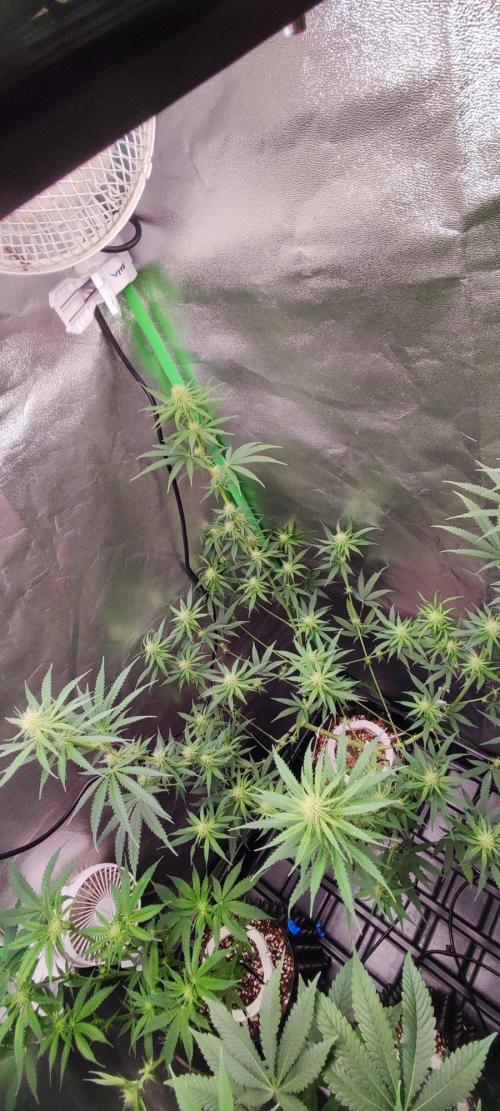 Sherbet. Week 8