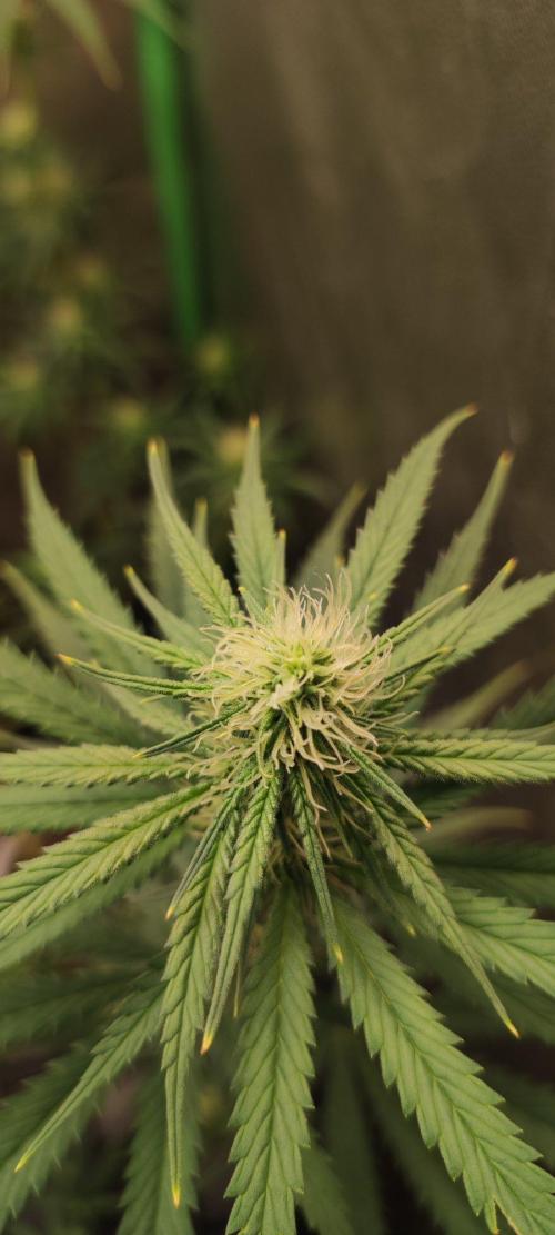 Sherbet. Week 8