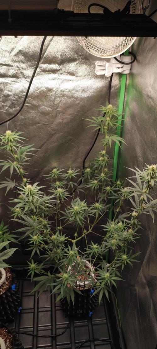 Sherbet. Week 8