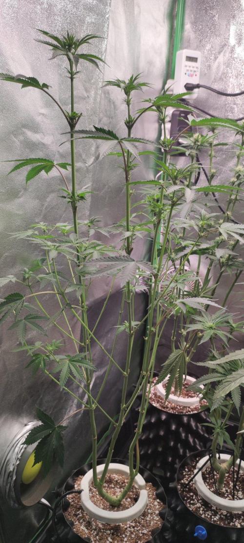 Grape Pie. Week 7