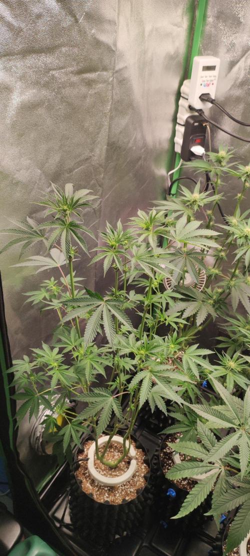 Grape Pie. Week 7