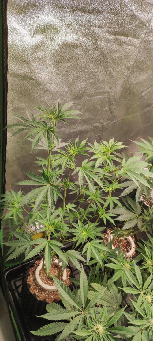 Grape Pie. Week 7