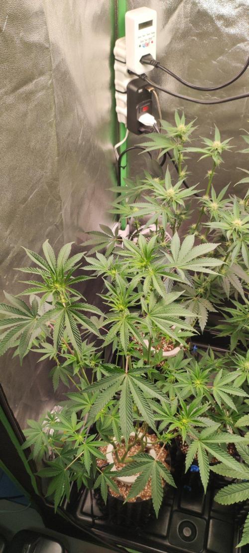 Grape Pie. Week 7