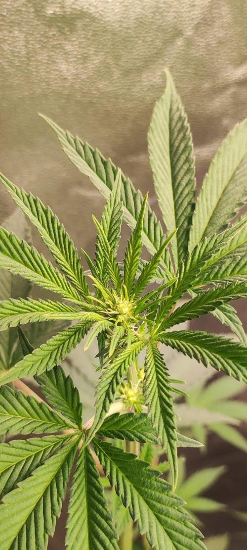 Grape Pie. Week 7