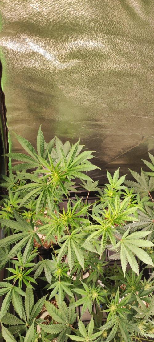 Grape Pie. Week 7