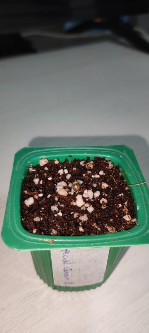 Special Queen #1. Week 0