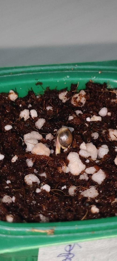Special Queen #1. Week 0