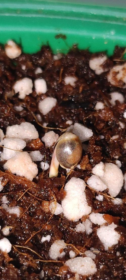 Special Queen #1. Week 0
