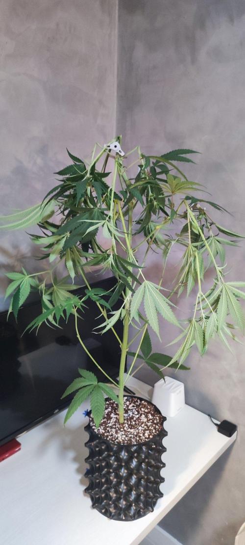 Skywalker Haze. Week 7