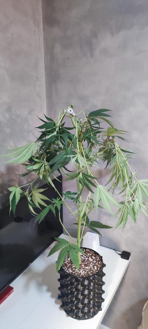 Skywalker Haze. Week 7