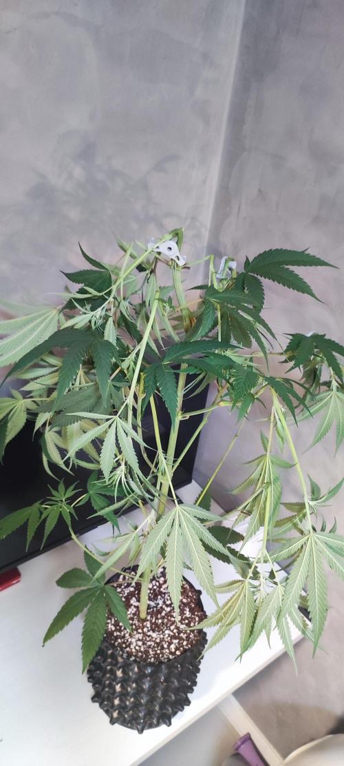 Skywalker Haze. Week 7