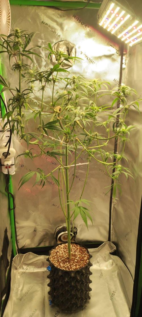 Skywalker Haze. Week 8