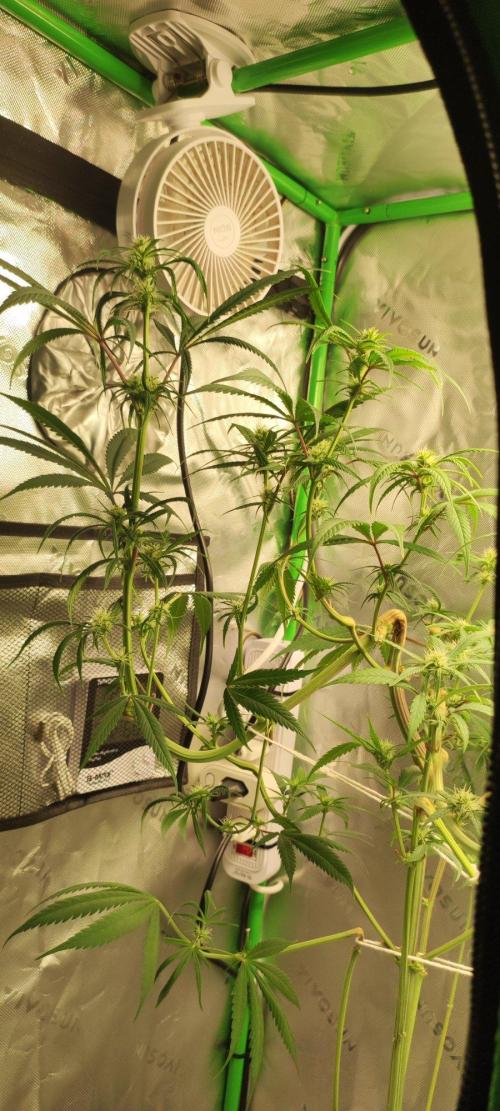 Skywalker Haze. Week 8