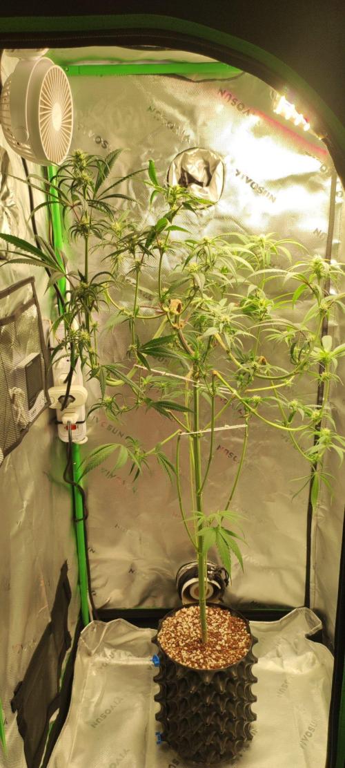 Skywalker Haze. Week 8