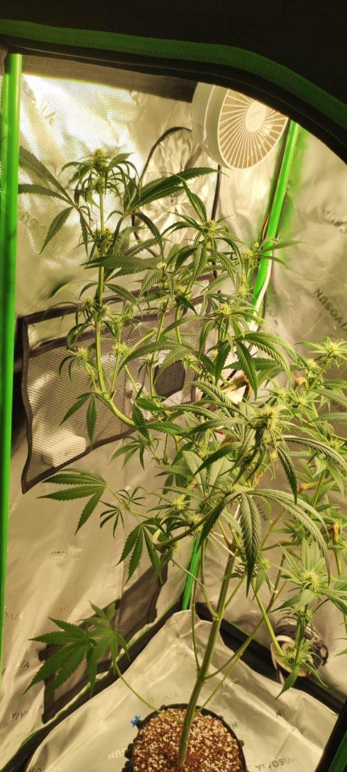 Skywalker Haze. Week 8