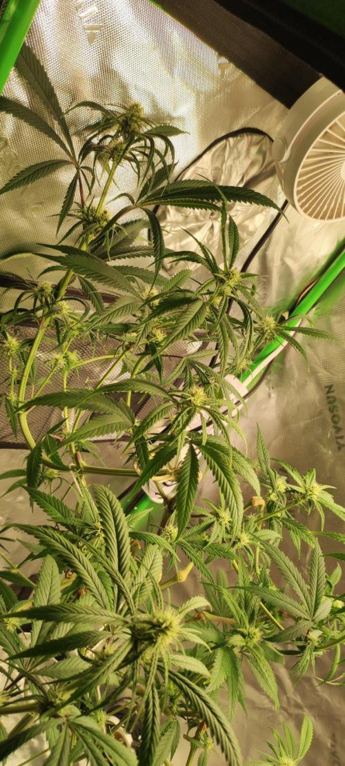 Skywalker Haze. Week 8