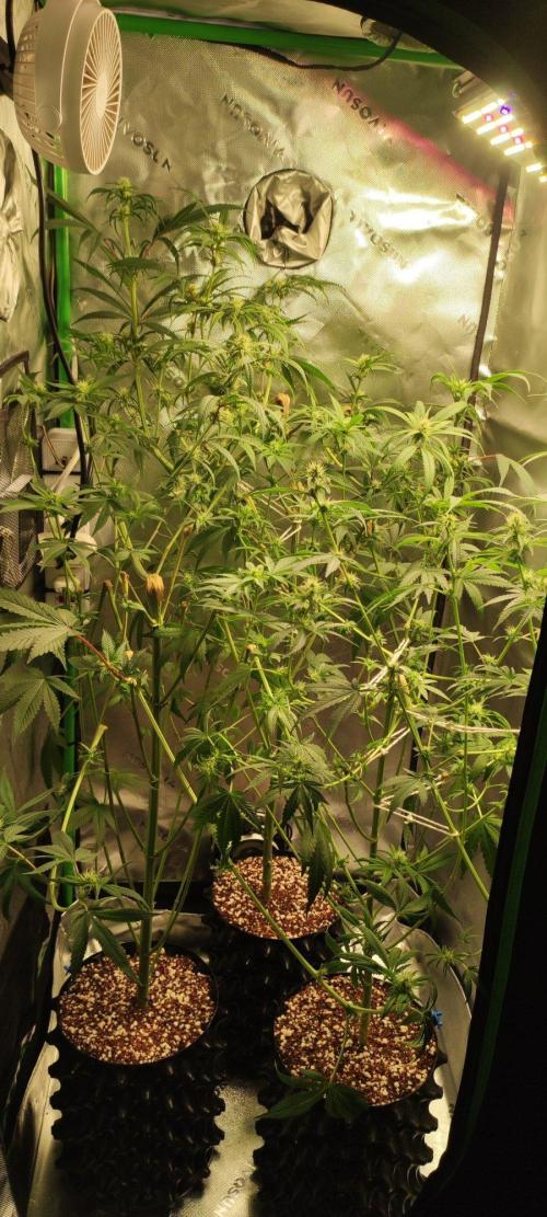 Skywalker Haze. Week 8