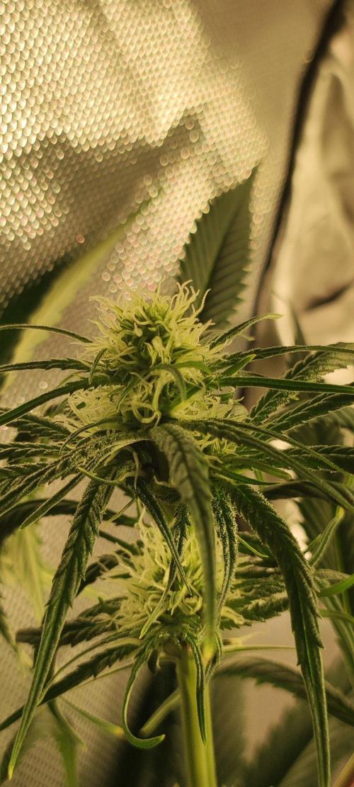 Skywalker Haze. Week 8