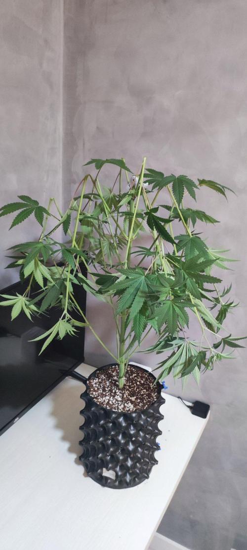 Blue Zushi. Week 7
