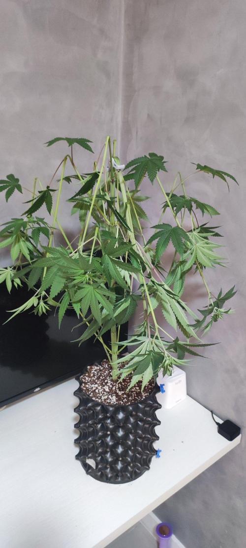 Blue Zushi. Week 7
