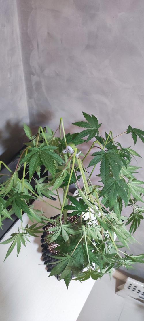Blue Zushi. Week 7