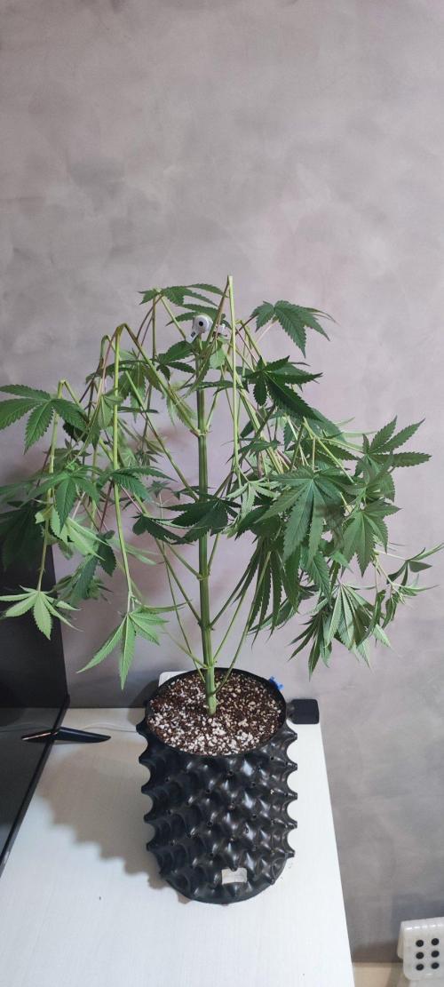 Blue Zushi. Week 7