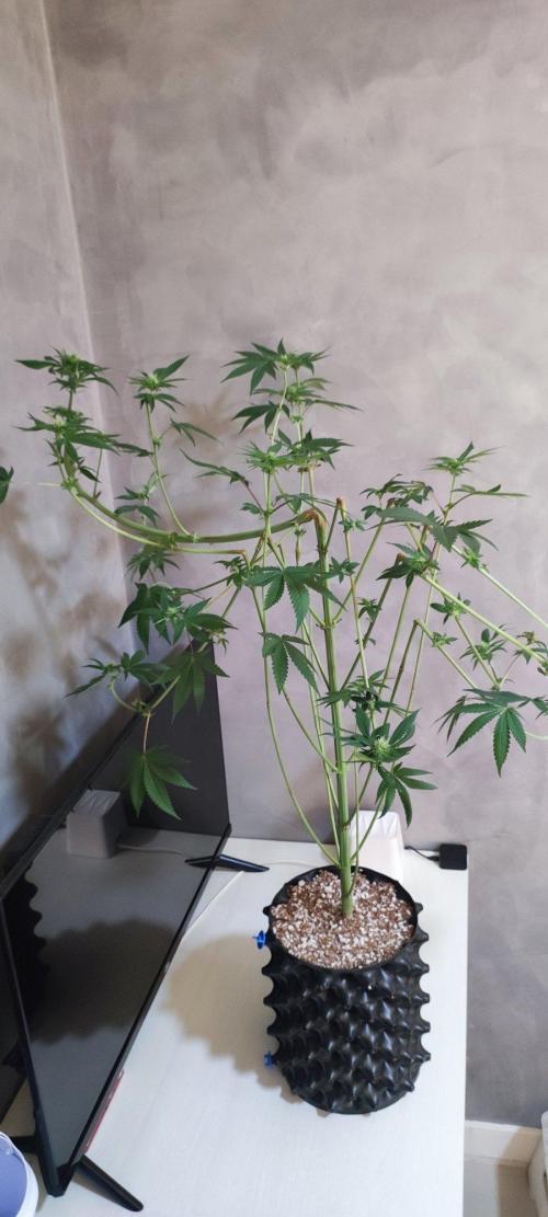 Blue Zushi. Week 8