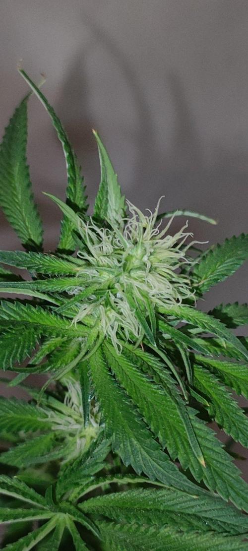 Blue Zushi. Week 8