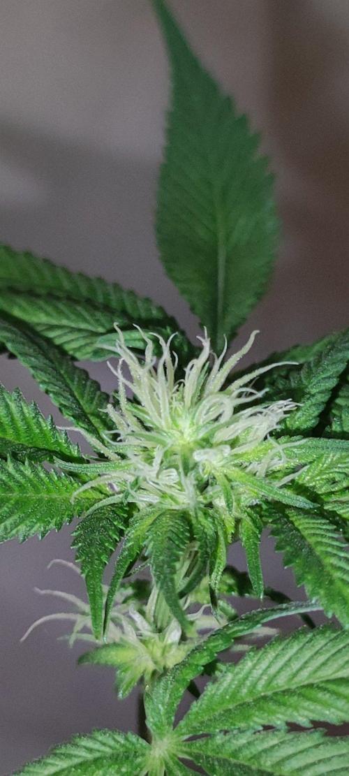 Blue Zushi. Week 8
